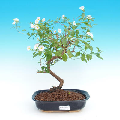 bonsai Room - Solanum rantonnetii - goryczki drzewo - 2