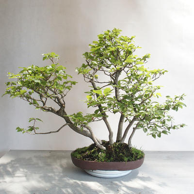 Outdoor bonsai - Fagus sylvatica - buk europejski - 2