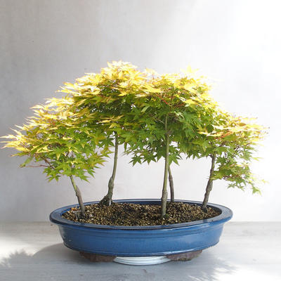 Acer palmatum Aureum - złoty klon palmowy - 2