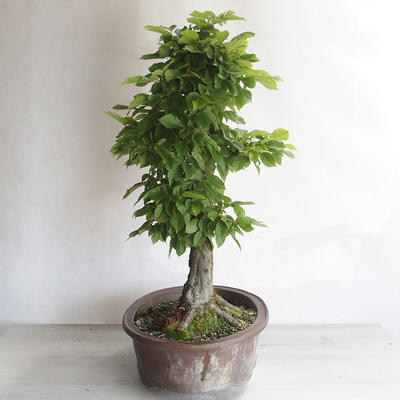 Outdoor bonsai - Grab - Carpinus betulus - 2
