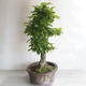 Outdoor bonsai - Grab - Carpinus betulus - 2/5