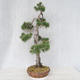 Outdoor bonsai - Pinus Sylvestris - sosna zwyczajna - 2/5