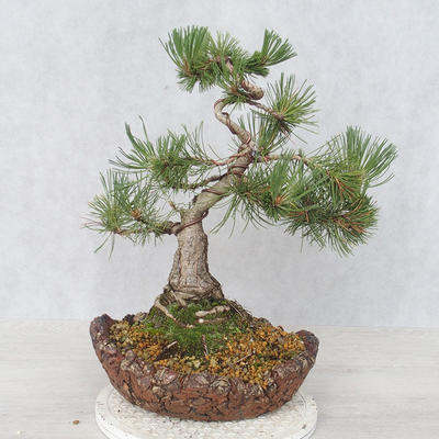 Outdoor bonsai - Pinus Mugo - Sosna klęcząca - 2
