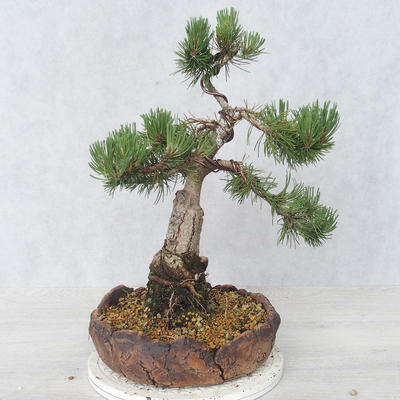 Outdoor bonsai - Pinus Mugo - Sosna klęcząca - 2