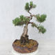 Outdoor bonsai - Pinus Mugo - Sosna klęcząca - 2/5