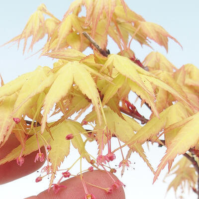 Outdoor bonsai - Acer pal. Sango Kaku - klon palmowy - 2