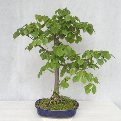 Outdoor bonsai - Lipa - Tilia cordata - 2