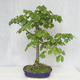 Outdoor bonsai - Lipa - Tilia cordata - 2/5