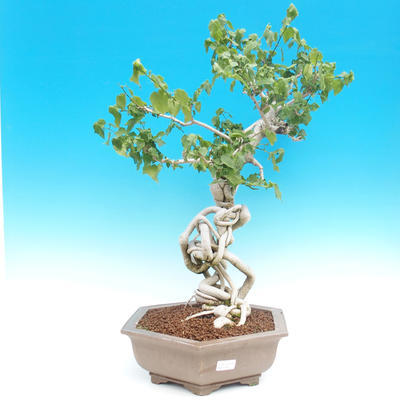 bonsai Pokoju -Hibiscus- parviforum hibiskusa - 2