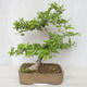 Outdoor bonsai-Ulmus Glabra-Solid glina - 2/4