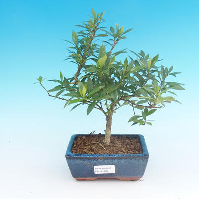 Pokój bonsai - Gardenia jasminoides-Gardenie - 2