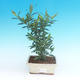 Pokój bonsai - Gardenia jasminoides-Gardenie - 2/2