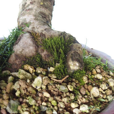 Outdoor bonsai - Larix decidua - Modrzew - 2