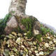 Outdoor bonsai - Larix decidua - Modrzew - 2/5