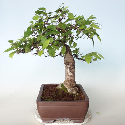 Outdoor bonsai - Zelkova - 2