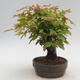 Outdoor bonsai - Buergerianum Maple - Burger Maple - 2/6