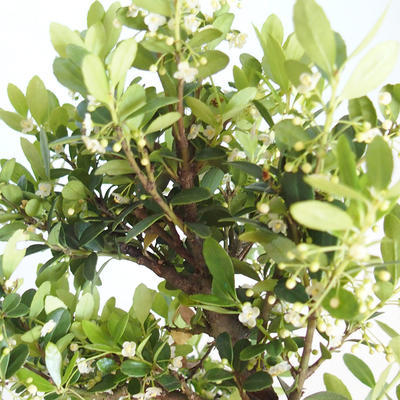 Kryty bonsai - Ilex crenata - Holly PB2201158 - 2