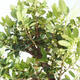 Kryty bonsai - Ilex crenata - Holly PB2201158 - 2/2