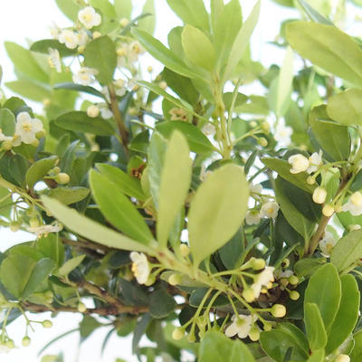 Kryty bonsai - Ilex crenata - Holly PB2201164 - 2