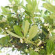 Kryty bonsai - Ilex crenata - Holly PB2201164 - 2/2
