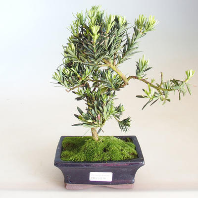 Kryty bonsai - Podocarpus - Cis kamienny PB2201178 - 2