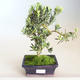 Kryty bonsai - Podocarpus - Cis kamienny PB2201178 - 2/2