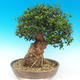 Kryte bonsai - Olea europaea sylvestris -Oliva european tiny - 2/7