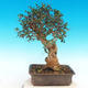 Kryte bonsai - Olea europaea sylvestris -Oliva european tiny - 2/5