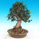 Kryte bonsai - Olea europaea sylvestris -Oliva european tiny - 2/5