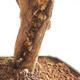 Kryty Bonsai - Wiśnia Australijska - Eugenia uniflora - 2/2