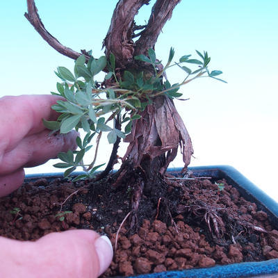 Outdoor bonsai krzew -Mochna - Potentilla fruticosa - 2
