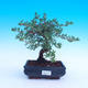 Outdoor bonsai krzew -Mochna - Potentilla fruticosa - 2/3