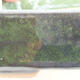 Ceramiczna miska bonsai 17,5 x 13,5 x 5 cm, kolor zielony - 2/3