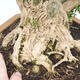 Kryty bonsai - Buxus harlandii - Bukszpan korkowy - 2/4