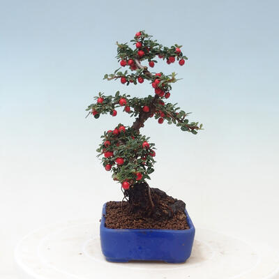 Bonsai na zewnątrz - Cotoneaster horizontalis - Drzewo skalne - 2