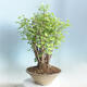 Outdoor bonsai - Ginkgo biloba - 2/5