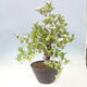Outdoor bonsai - głóg - Crataegus cuneata - 2/6