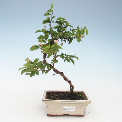 Kryty bonsai - Grewie - gwiazda lawendy 414-PB2191344 - 2