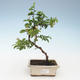 Kryty bonsai - Grewie - gwiazda lawendy 414-PB2191344 - 2/2