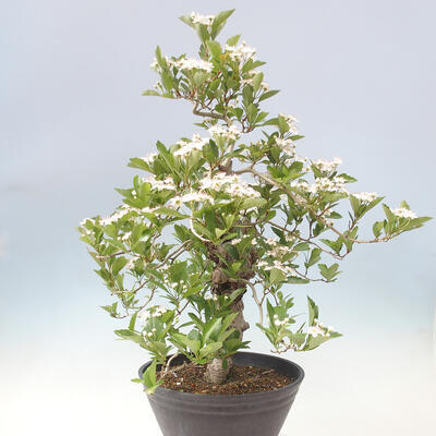 Outdoor bonsai - głóg - Crataegus cuneata - 2