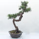 Outdoor bonsai -Larix decidua - modrzew - 2/6