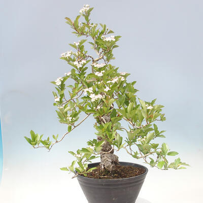 Outdoor bonsai - głóg - Crataegus cuneata - 2