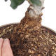 Kryte bonsai - Olea europaea sylvestris - Europejska oliwa z małych liści - 2/4
