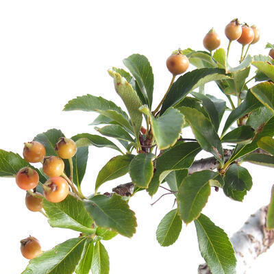 Outdoor bonsai-Pyracanta Teton-Hawthorn - 2