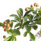Outdoor bonsai-Pyracanta Teton -Hlohyny - 2/2