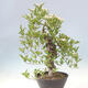Outdoor bonsai - głóg - Crataegus cuneata - 2/6