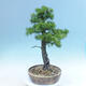 Outdoor bonsai -Larix decidua - modrzew - 2/6