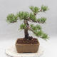 Outdoor bonsai - Pinus sylvestris - Sosna zwyczajna - 2/4