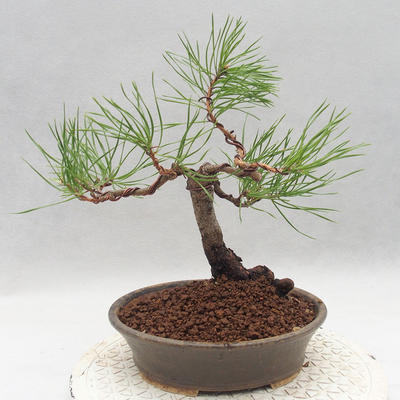 Outdoor bonsai - Pinus sylvestris - Sosna zwyczajna - 2