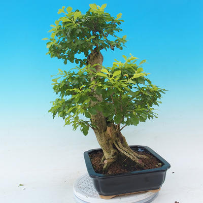 bonsai Room - Duranta erecta Aurea - 2